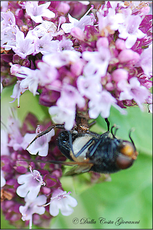 Ragno con preda: Xysticus (?)
